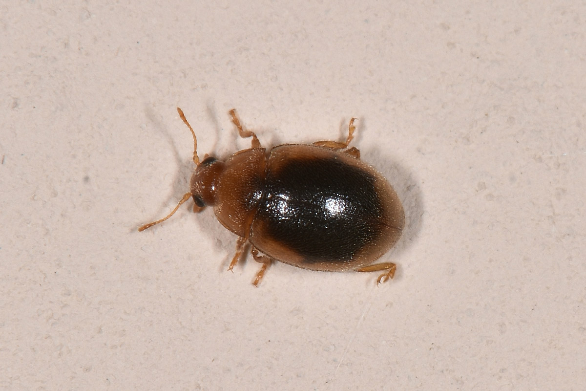 Coccinellidae: Rhyzobius litura